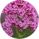 Valerian Root