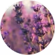 Lavender Oil