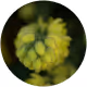 Hop Flower Powder