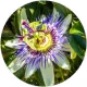 Chamomile